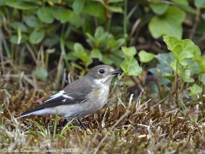 PIED FLYCATCHER