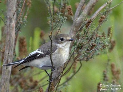 PIED FLYCATCHER