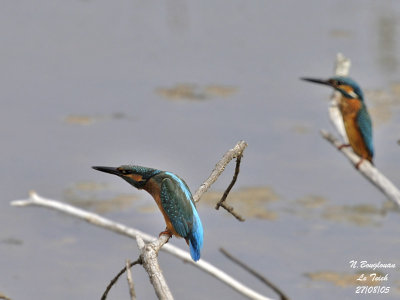 COMMON KINGFISHER-males