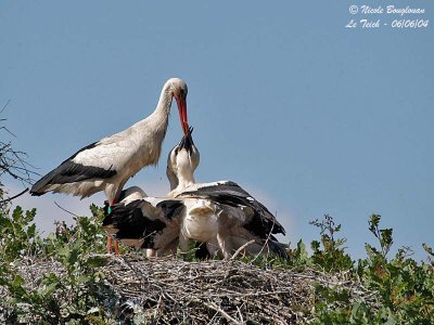 WHITE-STORK feeding young