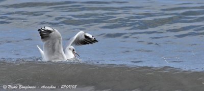  BLACK HEADED GULL