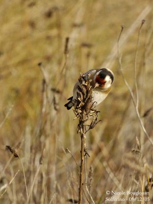 EUROPEAN-GOLDFINCH