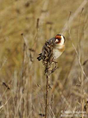 EUROPEAN-GOLDFINCH