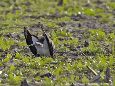 NORTHERN LAPWING bowing 2