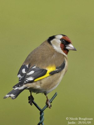 EUROPEAN GOLDFINCH