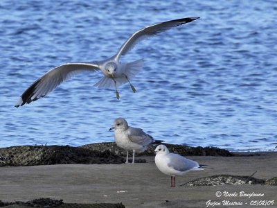 MEW GULL