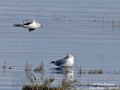 MEW GULL