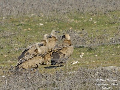 GRIFFON VULTURES