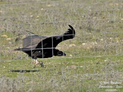 MONK VULTURE