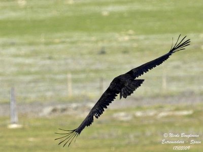 MONK VULTURE