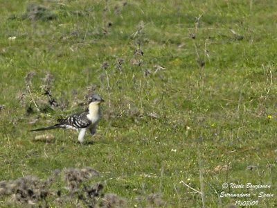 GREAT SPOTTED CUCKOO