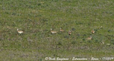 GREAT BUSTARD females and immature