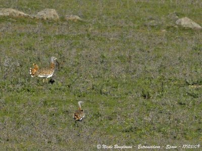 GREAT BUSTARD immature