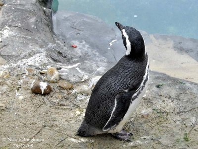 JACKAAS or AFRICAN PENGUIN