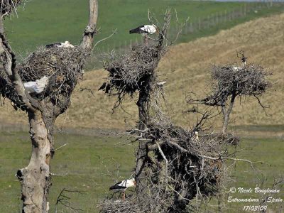 WHITE STORK - Nesting tree