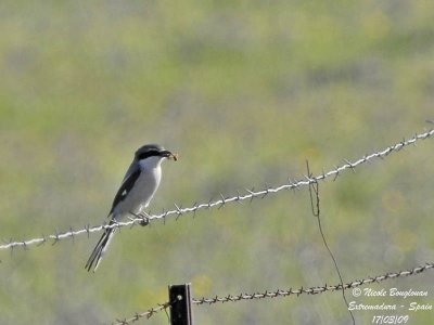 SOUTHERN GREY SHRIKE