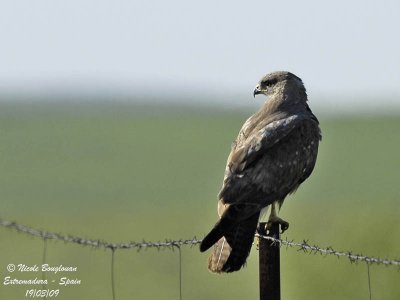 COMMON BUZZARD