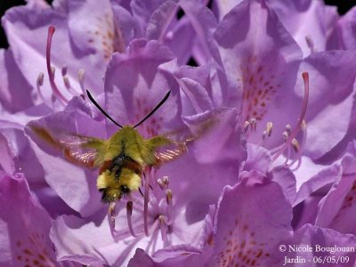 BROAD-BORDERED BEE HAWK-MOTH