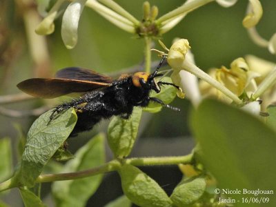 MAMMOTH WASP - SCOLIA FLAVIFRONS - SCOLIE DES JARDINS