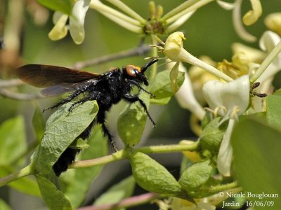 SCOLIA FLAVIFRONS