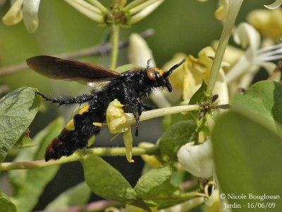 SCOLIA FLAVIFRONS