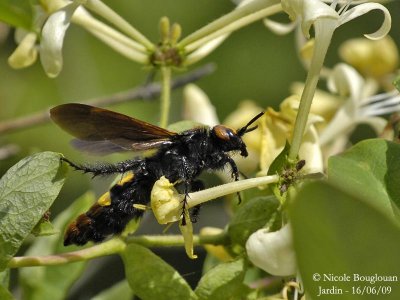 SCOLIA FLAVIFRONS
