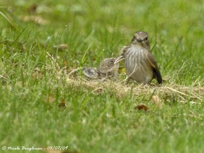 SPOTTED FLYCATCHER adult and young