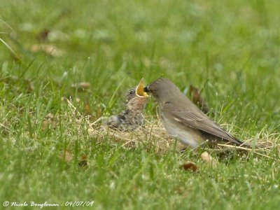 SPOTTED FLYCATCHER adult and young