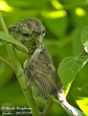 House Sparrow female feeding chick