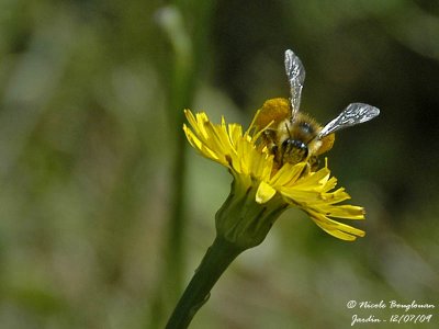 SOLITARY BEE