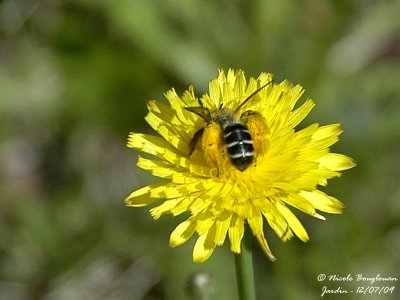 SOLITARY BEE