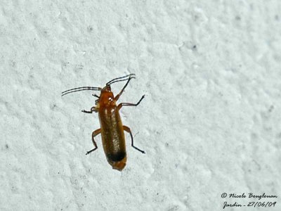 Common red Soldier Beetle - Rhagonycha fulva - Telephore fauve