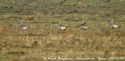 GREAT BUSTARDS in the rain