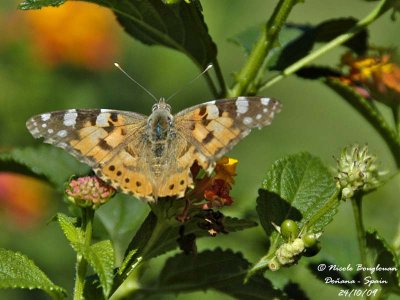 PAINTED LADY  - VANESSA CARDUI - BELLE DAME