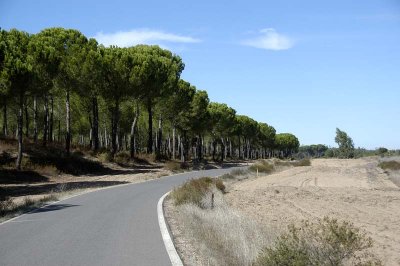 Doñana - Pine forest