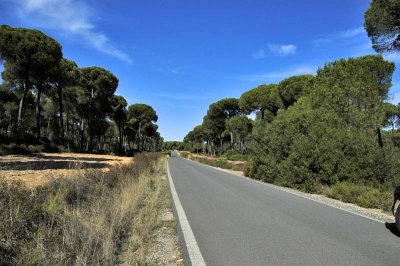 Doñana - Pine forest
