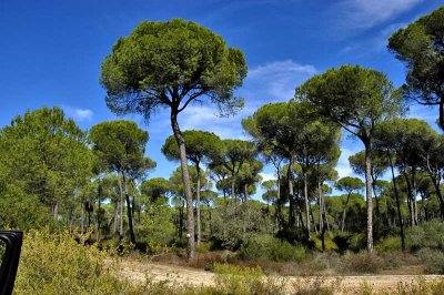 Doñana - pine forest