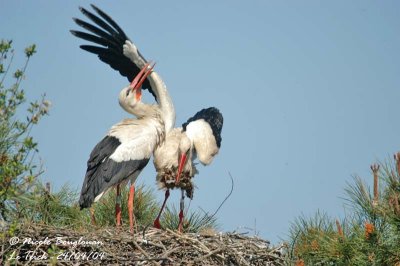 White-stork-displays