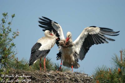 White-stork-displays