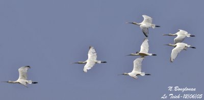 EURASIAN-SPOONBILL