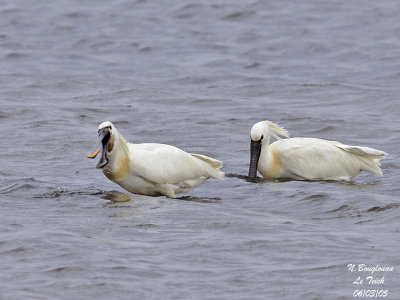 EURASIAN-SPOONBILL