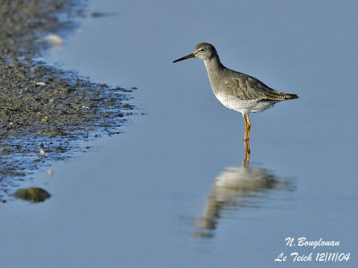 COMMON-REDSHANK winter