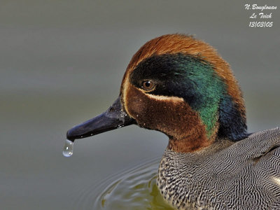 COMMON TEAL - ANAS CRECCA - SARCELLE D'HIVER