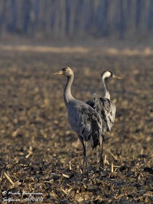 Common Crane - Adult and young