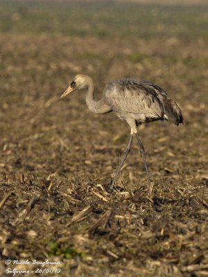 Common Crane juvenile