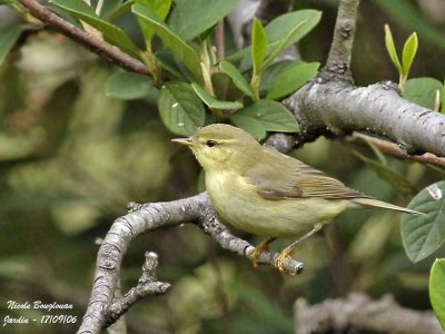WILLOW WARBLER - PHYLLOSCOPUS THROCHILUS - POUILLOT FITIS