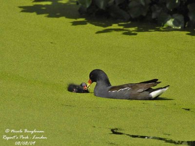 COMMON MOORHEN feeding chick