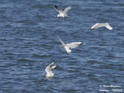 BLACK-HEADED GULL fishing