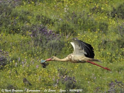 White Stork- nest materials