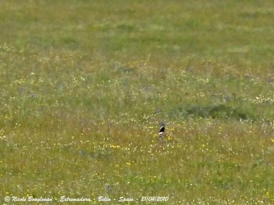 LITTLE BUSTARD - Tetrax tetrax